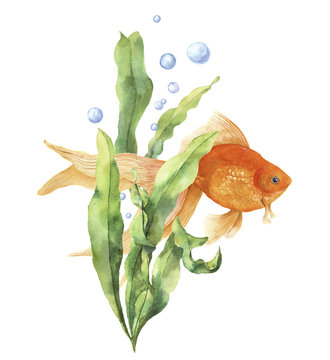 Watercolor Aquarium Card. Hand Painted Underwater Print With Goldfish, Seaweed Branch And Air Bubbles Isolated On White Background. Illustration For Design, Print Or Background.