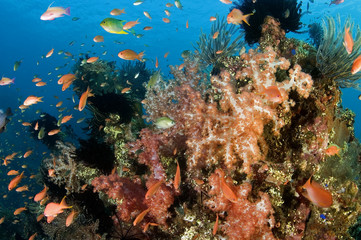 Naklejka na ściany i meble Anthiases swimming around soft corals in Liberty Wreck, Bali Indonesia.