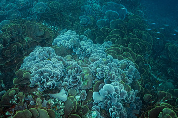 Fototapeta na wymiar Hard corals, Echinophora pacificus, Sulawesi Indonesia