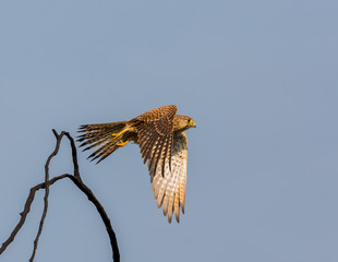 The common kestrel a bird of prey species belonging to the kestrel group of the falcon family. It is also known as the European , Eurasian, or Old World kestrel. Perched on a bush.