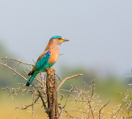 The Indian roller , is a member of the roller family of birds. They are found widely across tropical Asia and are best known for the aerobatic displays of the male during the breeding season. 