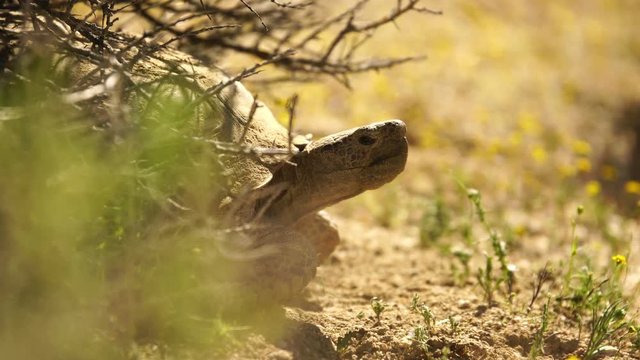 Wild Desert Tortoise 13 Gopherus Agassizii Mojave California