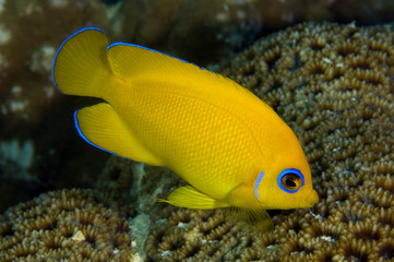 Lemonpeel angelfish, Centropyge flavissimus, feeding on coral polyps. Kritimati Island, Kribati.