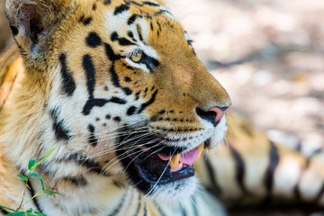 Tiger resting in a national park in India. These national treasures are now being protected, but due to urban growth they will never be able to roam India as they used to. 