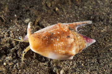 Stromboid shell, Strombus bulla, Sulawesi Indonesia