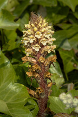 Parasitic brownish yellow Common Broomrape, Orobanche minor, growing among green leaves on the Isle of Portland, UK