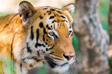 Tiger resting in a national park in India. These national treasures are now being protected, but due to urban growth they will never be able to roam India as they used to. 