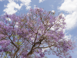 Vibrant lilac flowers on Jacaranda tree backlit against blue sky with white clouds