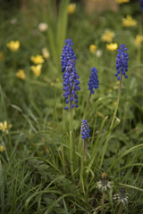 Tiny blue Grape Hyacinths, Muscari neglectum, in field