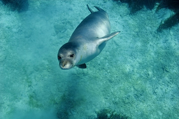 Diving picture of Mediterranean monk seal, Gokova Bay Turkey. - obrazy, fototapety, plakaty