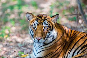 Tiger resting in a national park in India. These national treasures are now being protected, but due to urban growth they will never be able to roam India as they used to. 