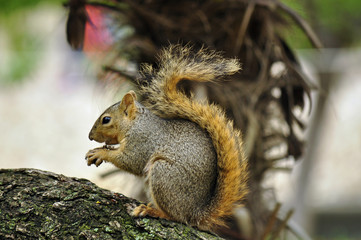 Squirrel eating on a tree branch