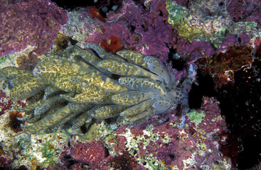 Nudibranch Phyllodesmium longicirrum has symbiotic algea in polyp like tissues Sulawesi Indonesia