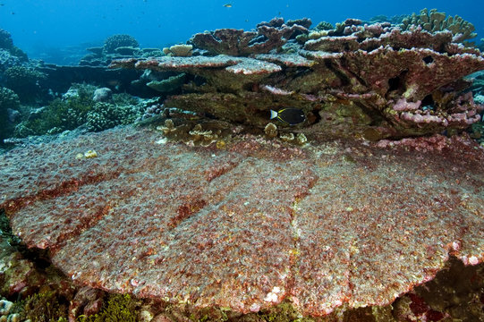 Dead Table Coral, Acropora Sp. Tabuaeran (Fanning) Island, Kribati.