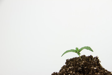 Cannabis seedlings healthy marijuana plants isolated white
