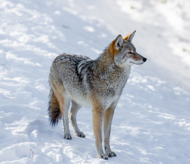 The coyote is a canid native to North America. It is smaller than its close relative, the gray wolf, and slightly smaller than its other close relatives, the eastern and the red wolf. - 143486180
