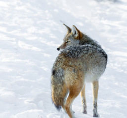 The coyote is a canid native to North America. It is smaller than its close relative, the gray...