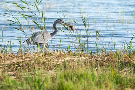 Daneben gegriffen: Graureiher auf Nahrungssuche f&auml;ngt Grasb&uuml;schel statt Fisch. Ardea cinerea, Nestbau, Teilerfolg, Irrtum, Schreitvögel, Pechvogel