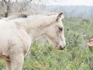 portrait of half-wild cream foal. Israel