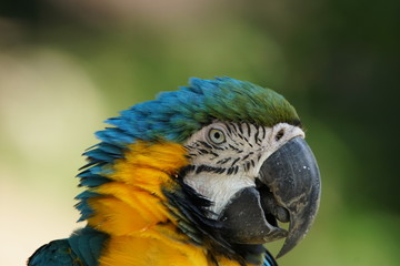 ルリコンゴウインコ