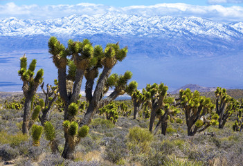 Joshua trees near Las Vegas