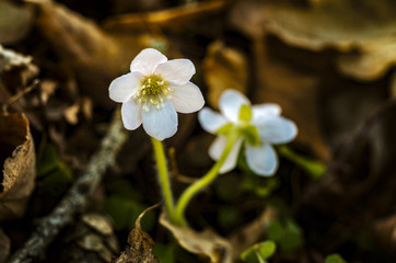 Hepatica liverwort flower