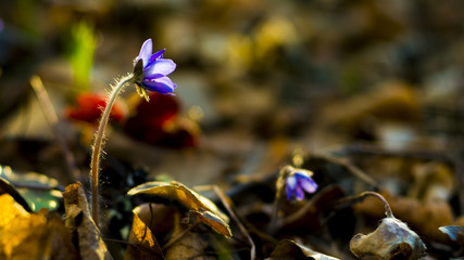 Hepatica liverwort flower