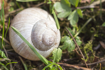 Muszla © Dariusz