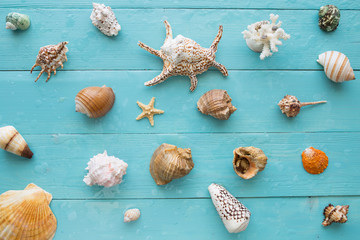 Many seashells on a blue wooden planks
