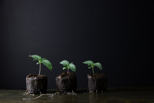 Healthy marijuana seedlings cannabis plant