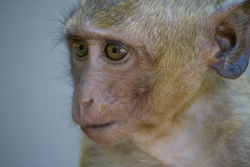 可愛いサル