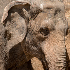 Asian Elephant