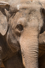 Fototapeta premium Asian Elephant
