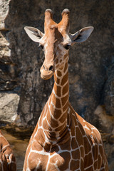 Young Giraffe © st_matty