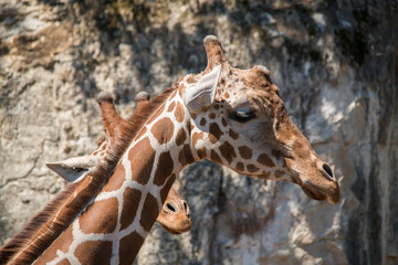 Female Giraffe with young Giraffe 