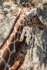 Female Giraffe with young Giraffe 