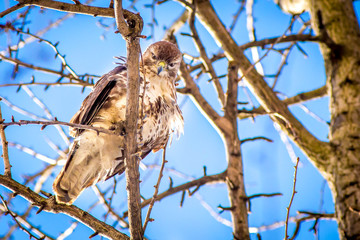 Red Tailed Hawk