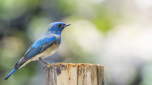 Bird (Blue-and-white Flycatcher) on a tree