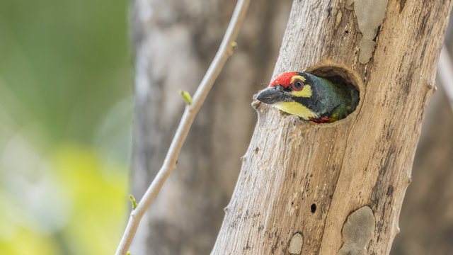 Bird (Coppersmith barbet) in hollow tree trunk