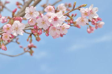 桜の開花イメージ