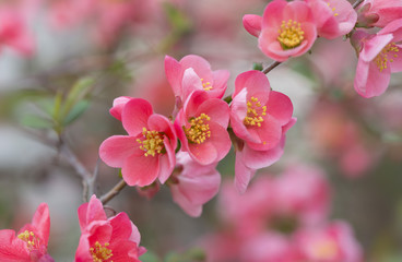 Fototapeta na wymiar flowers of japanese quince tree - symbol of spring, macro shot with blurry background