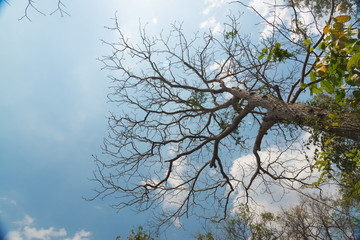 Sky above the trees in the forest