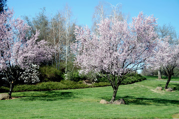 Fototapeta premium Cherry Tree Blossoms