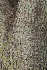 Blooming Crab Apple Tree trunk