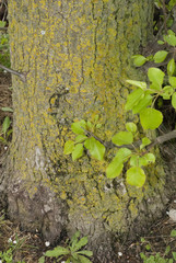 Ulmus Americana, American Elm Leaves and bark Close Up