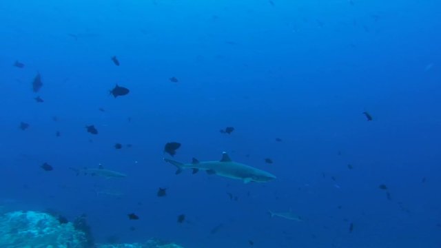 school of fish whitetip reef shark (Triaenodon obesus) In blue water, Indian Ocean, Maldives
