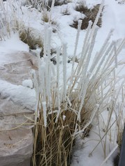 iced grasses