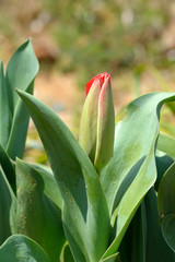 Obraz premium Tulip bud in Fukuoka city, JAPAN. It is in March.
