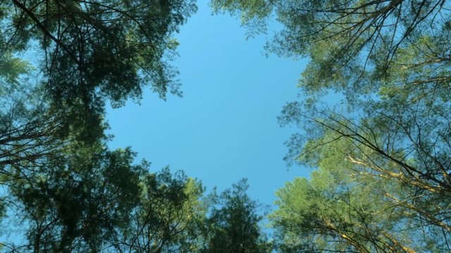 Low Angle View of the blue sky through the leaves and trunks of the trees overhead in a glorious morning. Camera moves spinning around
