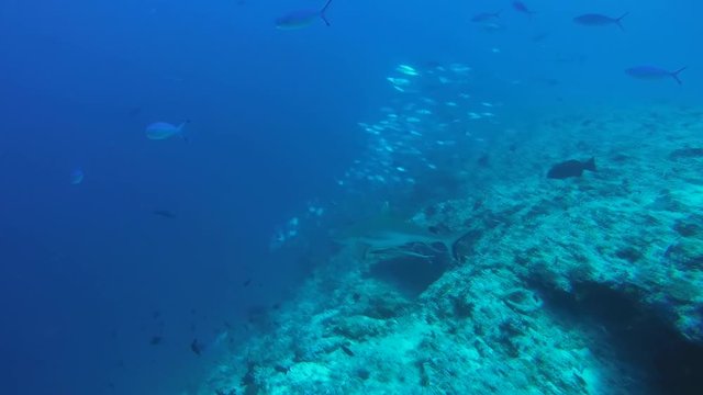 Gray reef shark (Carcharhinus amblyrhynchos) imperceptibly swims into a school of fish Caranx, Indian Ocean, Maldives
